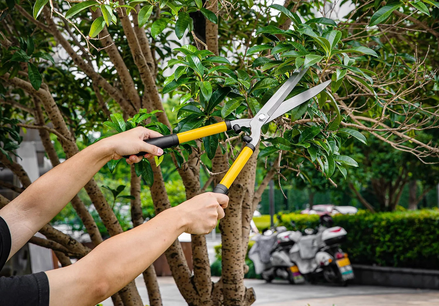 Why do we need gardening shear?